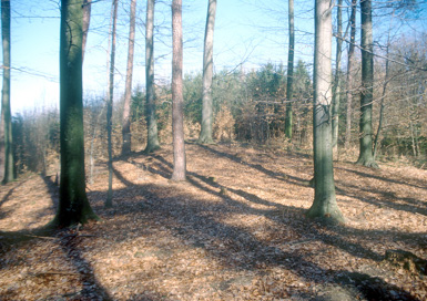 Očeslavci - Gomila