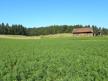 Novo mesto - Arheološko območje Velika Cikava