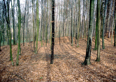 Gočova - Rimskodobno gomilno grobišče Podgradnom