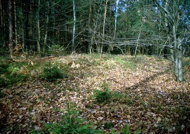 Spodnja Senarska - Rimskodobno gomilno grobišče