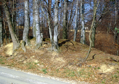 Trstenik - Rimskodobno gomilno grobišče Elblov les