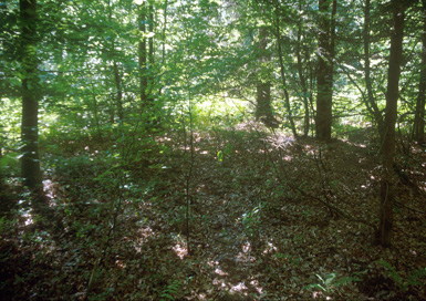 Spodnja Senarska - Rimskodobna gomila