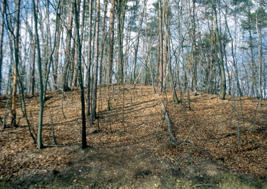Drvanja - Gomila