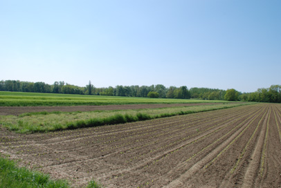 Ižakovci - Rimskodobna naselbina
