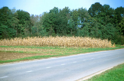 Dokležovje - Rimskodobna gomila