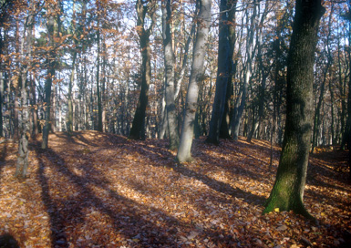 Ložane - Gomilno grobišče