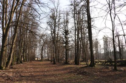 Rodine - Villa rustica