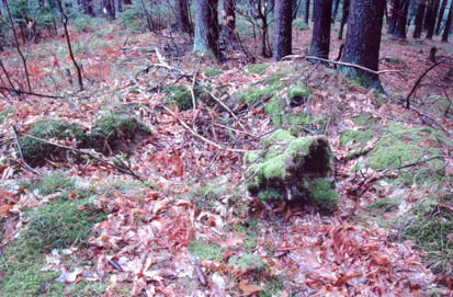 Tupaliče - Gomilno grobišče na Vrtičnjaku