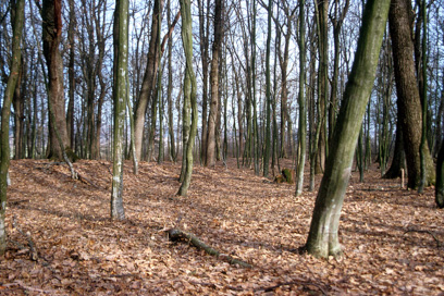 Trnovska vas - Rimskodobno gomilno grobišče