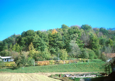 Ptuj - Gradišče na Krčevini
