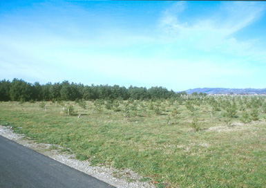 Skorba - Villa rustica