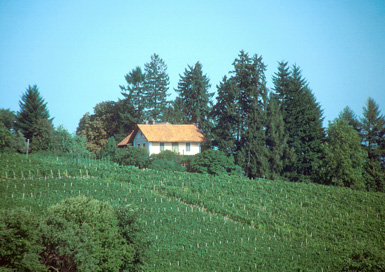 Mestni Vrh - Domačija Urek
