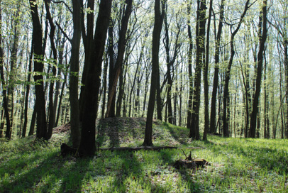 Bukovnica - Gomilno grobišče Veščina