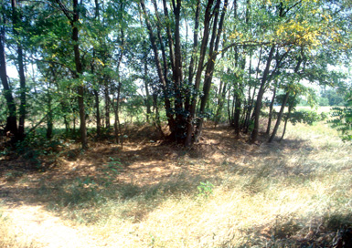 Rakičan - Rimskodobno gomilno grobišče