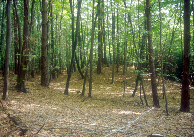 Domanjševci - Gomilno grobišče