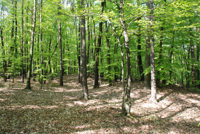 Tešanovci - Rimskodobno gomilno grobišče