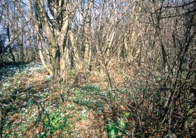 Kupšinci - Gomila