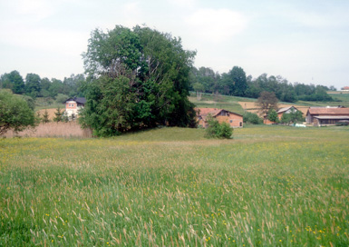 Ženavlje - Gomila Trenk