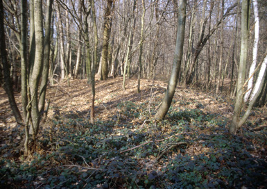 Ivanovci - Gomila
