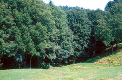 Modrič - Mitrej