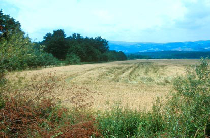 Stari Log pri Pragerskem - Villa rustica