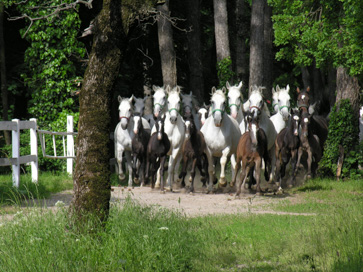 Lipica - Kobilarna Lipica