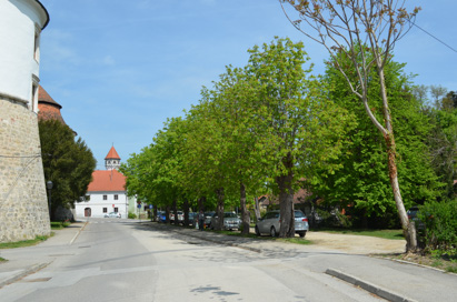 Brežice - Drevored pri gradu