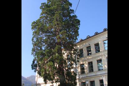 Kranj - Sekvoja pri Gimnaziji