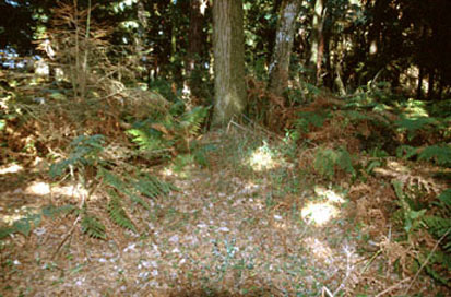 Brunšvik - Gomila