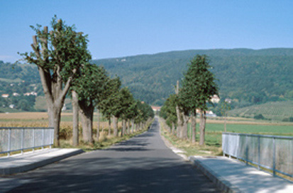 Pivola - Lipov drevored