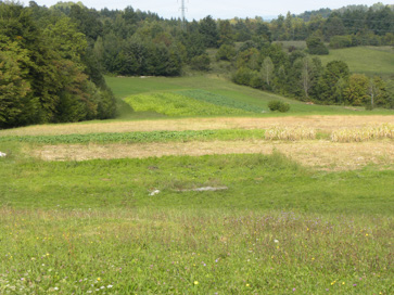 Koroška vas - Arheološko območje Trave