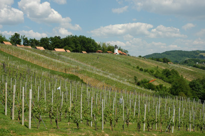 Stankovo - Vinogradniško območje