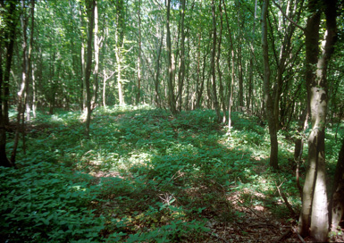 Dobrovnik - Gomilno grobišče Poseka