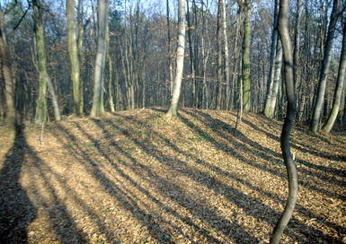 Selo na Goričkem - Gomilno grobišče Žibe I