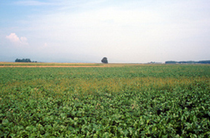 Cirkovce - Prazgodovinska naselbina