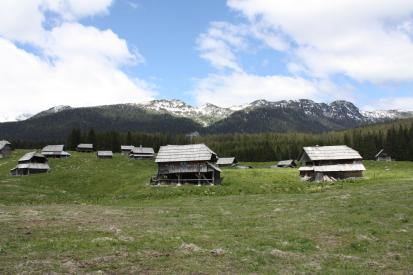 Pokljuka - Planina Zajavornik