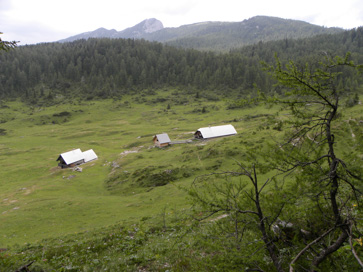 Pokljuka - Planina Klek