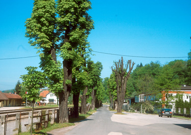 Ormož - Kostanjev drevored