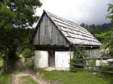 Pokljuka - Planina Konjska dolina