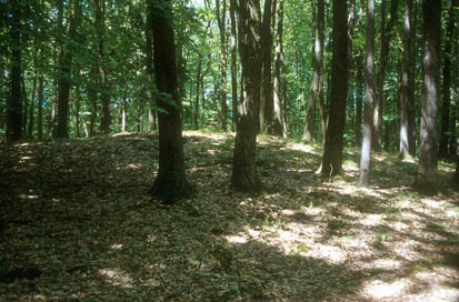 Pokoše - Gomilno grobišče Javornik