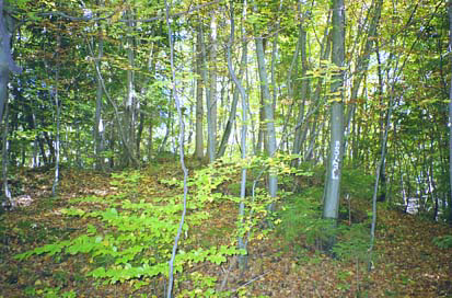 Leščevje - Ruševine gradu Roje