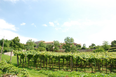 Vrhovlje pri Sežani - Vas