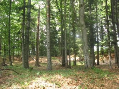 Jelovica - Naselbina na Gradišču na Vodiški planini
