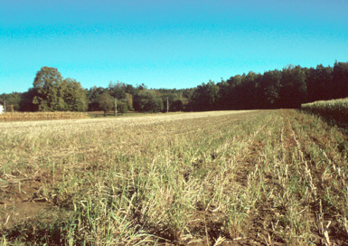 Korovci - Prazgodovinska naselbina Pod gorov