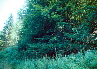 Frajhajm - Vidčev kamnolom