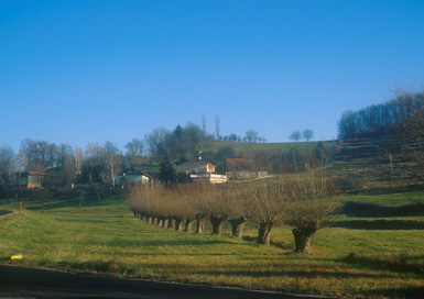 Vosek - Vrbov drevored