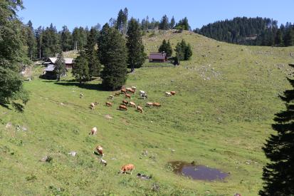 Zadnja vas - Podgorska Planina