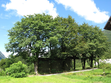 Dovje - Kozolec nad cesto proti cerkvi