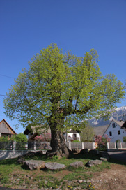 Vrba na Gorenjskem - Vaška lipa