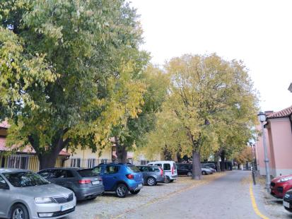 Izola - Dvojni drevored pri cerkvi sv. Mavra